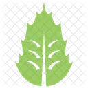 Stechpalme Mistel Natur Symbol