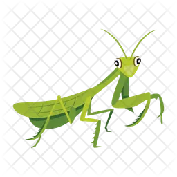 Stick Bug  Icon