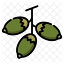 Stimulant Chewing Tobacco Traditional Medicine Icon