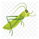 Gottesanbeterin Symbole Susse Gottesanbeterin Mantodea Symbol