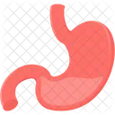 Stomach Organ Human Icon
