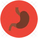 Stomach Anatomy Human Icon