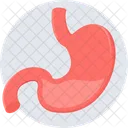 Stomach Anatomy Medicine Icon