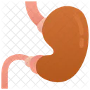Stomach  Symbol