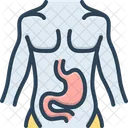 Stomach Belly Abdomen Icon