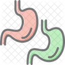 Stomach Anatomy  Symbol