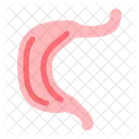 Stomach Anatomy Organ Icon