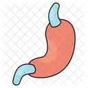 Stomach Digestion Human Organ Icon