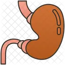 Stomach  Icon