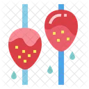 Strawberry  Icon