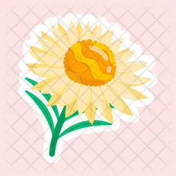 Strawflower  Icon