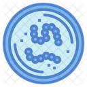 Streptococci  Icon