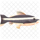 Striped Raphael Catfish Fish Food Icon