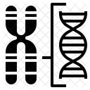 Structure chromosomique  Icône