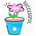 Successful Potted Plant Blooming Flower Icône