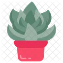 Succulent Cactus Desert Plant Icon