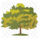 Sugar Maple Oak Icon