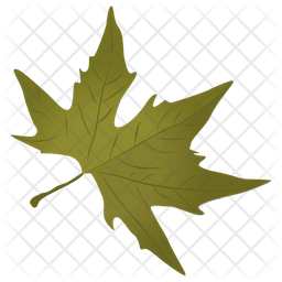 Sugar Maple Icon