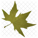 Sugar Maple Maple Leaf Green Leaf Icon