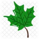 Leaf Ash Leaf Beech Leaf Icon