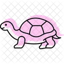 Sulcata Tortoise Icon
