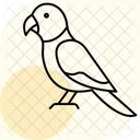 Sun Conure Sunconure Pet Icon