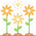 Sun Flower  Icon