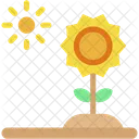 Sun Flower Spring Blooming Icon