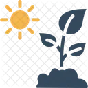 태양 식물  아이콘