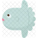 Sunfish  Icon