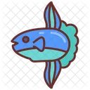 Sunfish Head Fish Mola Icon