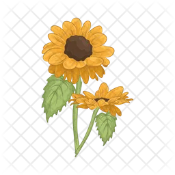 Sunflower  Icon