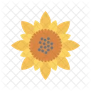 Sunflower Bloom Nature Icon