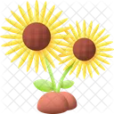 Sunflower Flower Nature Icon