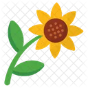 Sunflower Floral Bloom Icon