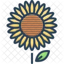 Sunflower Girasol Helianthus Icon