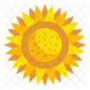 Sunflower Blossom Petals Icon