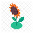 Sunflower Flower Growing Icon