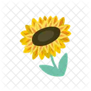 Sunflower  Symbol