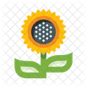 Flower Sunflower Plant Icon