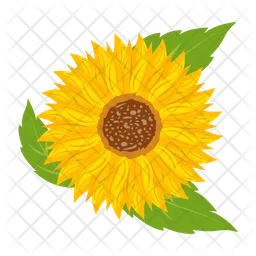 Sunflower  Icon