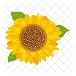 Sunflower  Icon