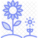Sunflower Field Sunflower Field Icon