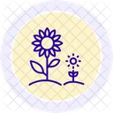 Sunflower Field Sunflower Field Icon