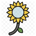 Sunflower Flower Nature Icon