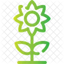 Sunflower Flowering Plant Icon