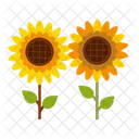 Sunflower  Icon