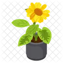 Sunflower  Icon