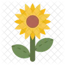 Sunflower  Icon