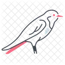 Swallow Bird Animal Icon